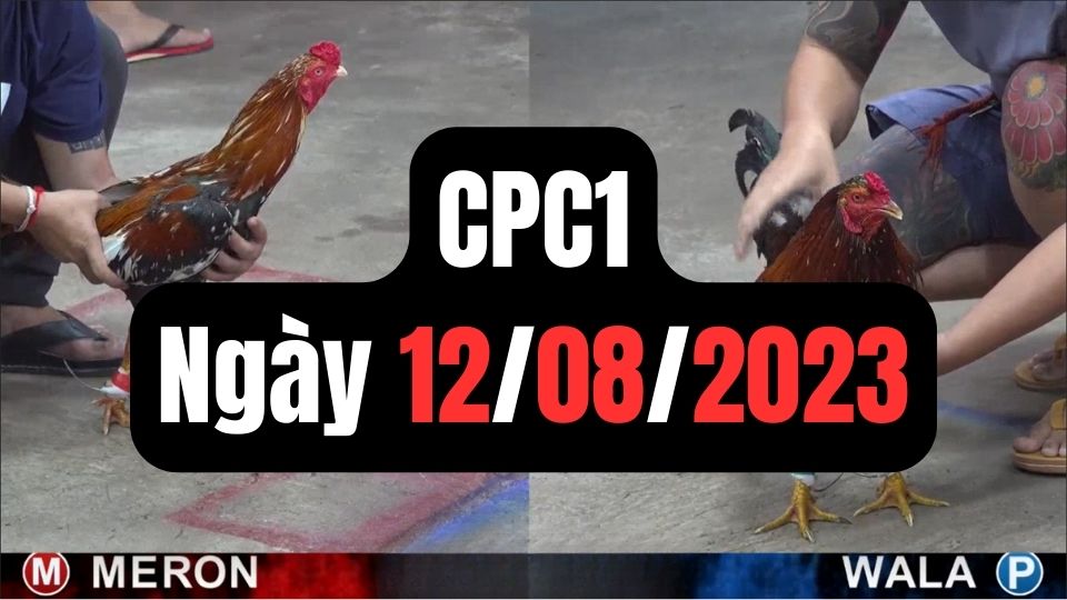 Đá gà thomo CPC1 12-08-2023