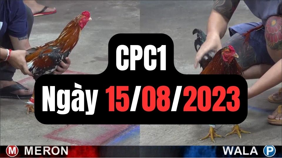 Đá gà thomo CPC1 15-08-2023