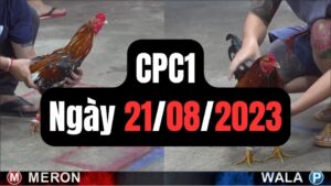 Đá gà thomo CPC1 21-08-2023