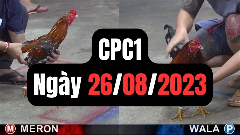 Đá gà thomo | CPC1 | 26/08/2023