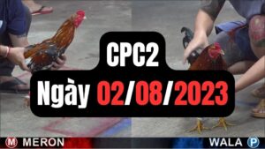 Đá gà thomo CPC2 2-08-2023