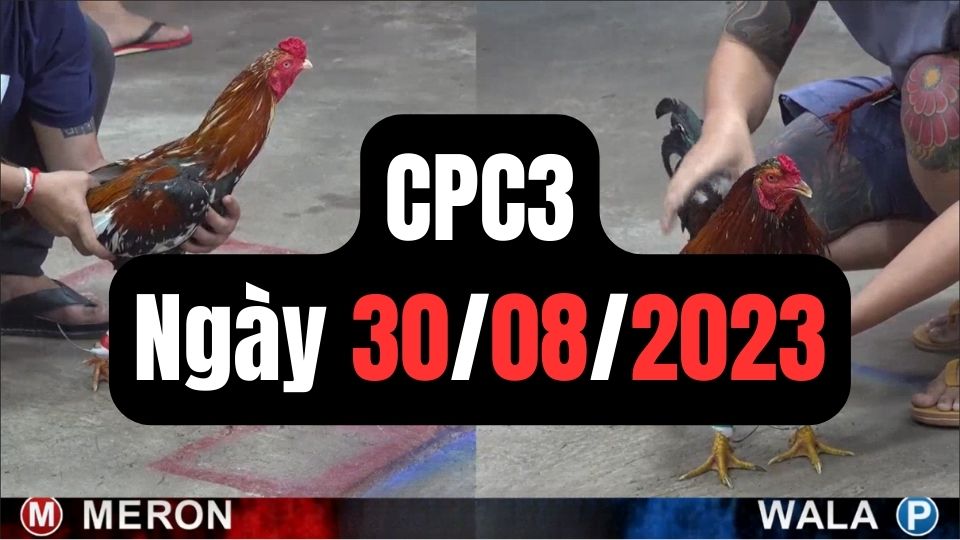 Đá gà thomo | CPC3 | 30/08/2023