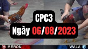 Đá gà thomo CPC3 6-08-2023