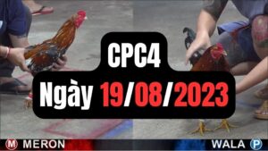 Đá gà thomo CPC4 19-08-2023