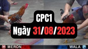 Đá gà thomo | CPC1 | 31/08/2023