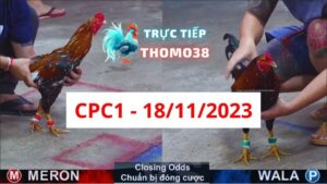 Đá gà thomo | CPC1 | 18/11/2023