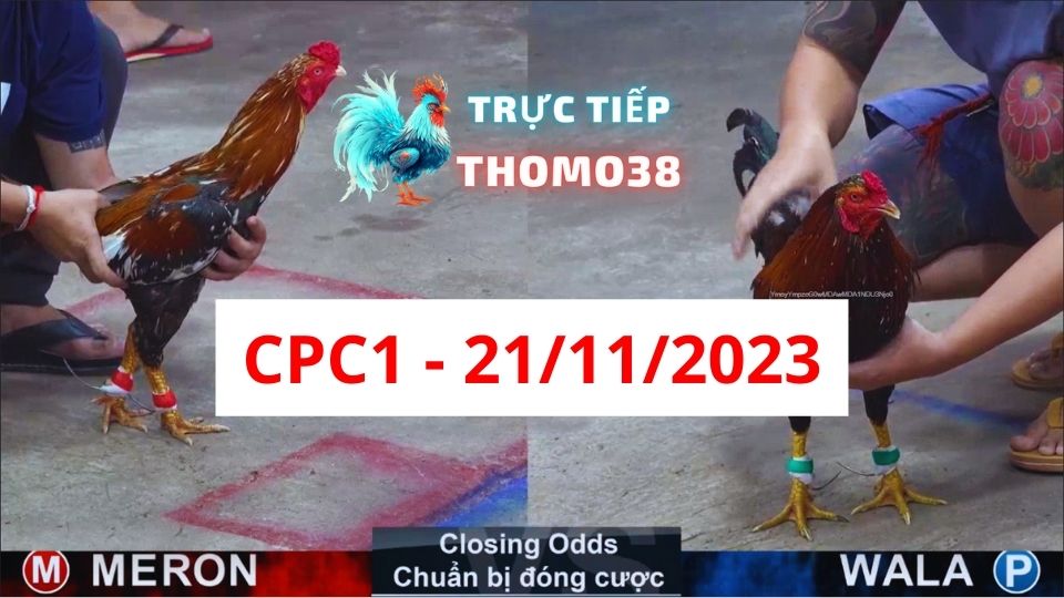 Đá gà thomo | CPC1 | 21/11/2023