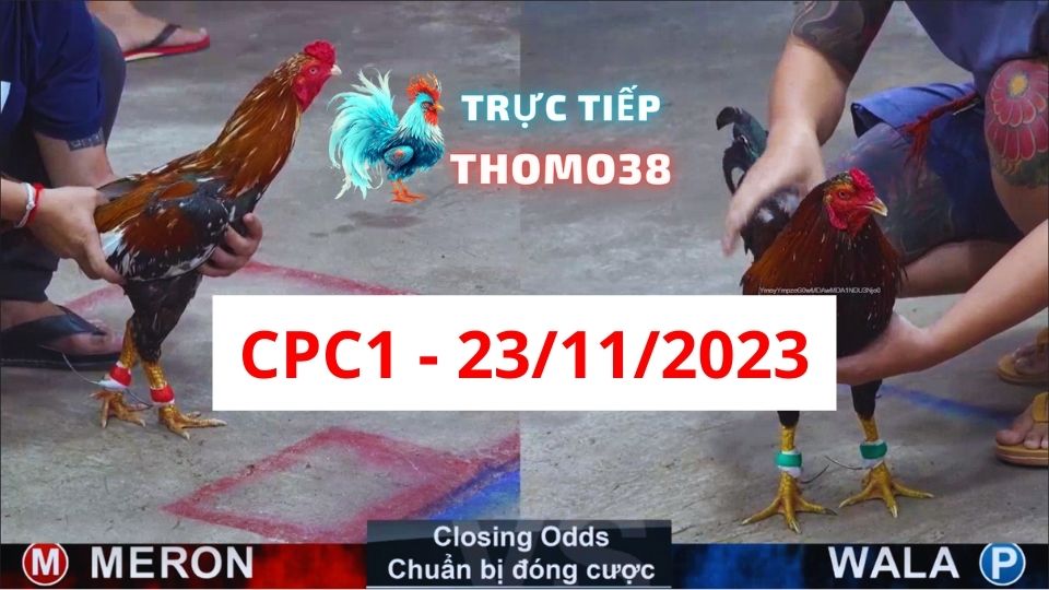 Đá gà thomo | CPC1 | 23/11/2023