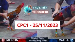 Đá gà thomo | CPC1 | 25/11/2023