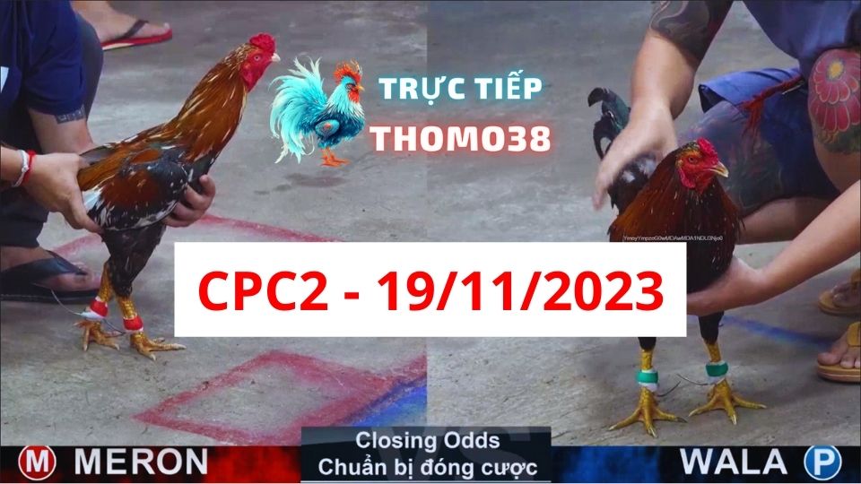 Đá gà thomo | CPC2 | 19/11/2023