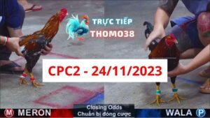 Đá gà thomo | CPC2 | 24/11/2023