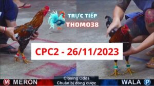 Đá gà thomo | CPC2 | 26/11/2023
