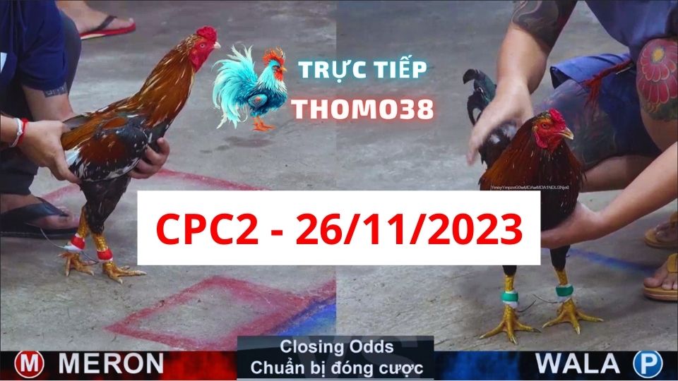Đá gà thomo | CPC2 | 26/11/2023