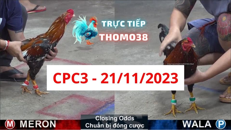 Đá gà thomo | CPC3 | 21/11/2023