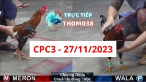 Đá gà thomo | CPC3 | 27/11/2023