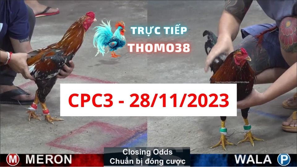 Đá gà thomo | CPC3 | 28/11/2023