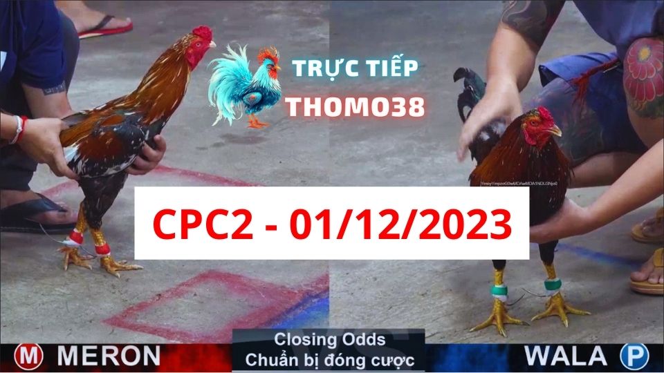 Đá gà thomo | CPC2 | 01/12/2023