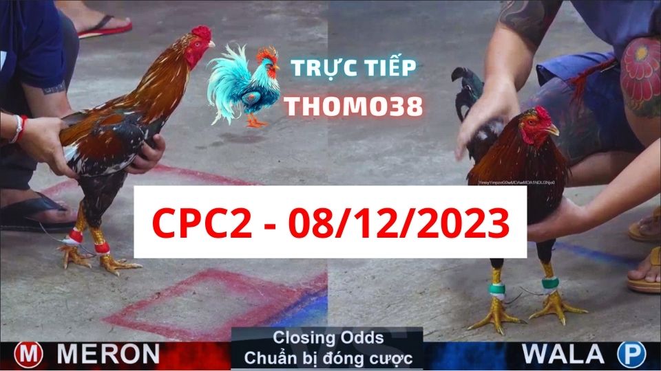 Đá gà thomo | CPC2 | 08/12/2023