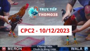 Đá gà thomo | CPC2 | 10/12/2023