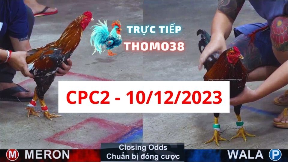 Đá gà thomo | CPC2 | 10/12/2023