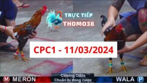Đá gà thomo | CPC1 | 11/03/2024