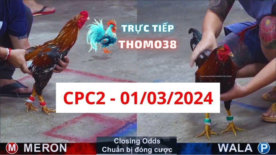 Đá gà thomo | CPC2 | 01/03/2024