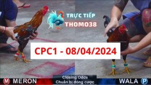 Đá gà thomo | CPC1 | 08/04/2024