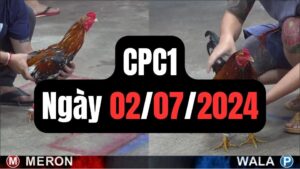 Đá gà thomo | CPC1 | 02/07/2024