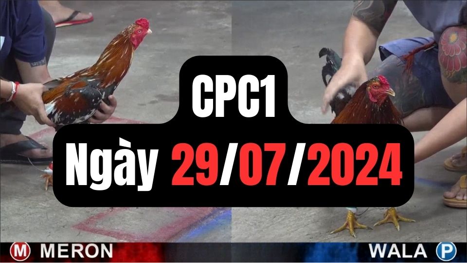 Đá gà thomo | CPC1 | 29/07/2024