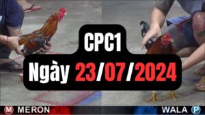Đá gà thomo | CPC1 | 23/07/2024