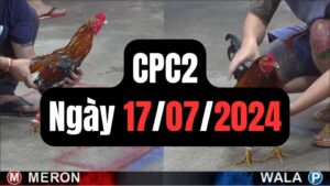 Đá gà thomo | CPC2 | 17/07/2024