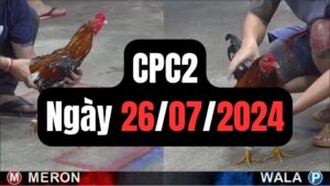 Đá gà thomo | CPC2 | 26/07/2024
