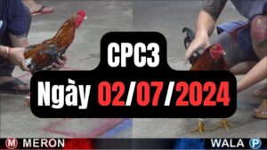 Đá gà thomo | CPC3 | 02/07/2024