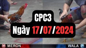 Đá gà thomo | CPC3 | 17/07/2024
