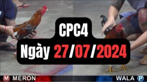 Đá gà thomo | CPC4 | 27/07/2024