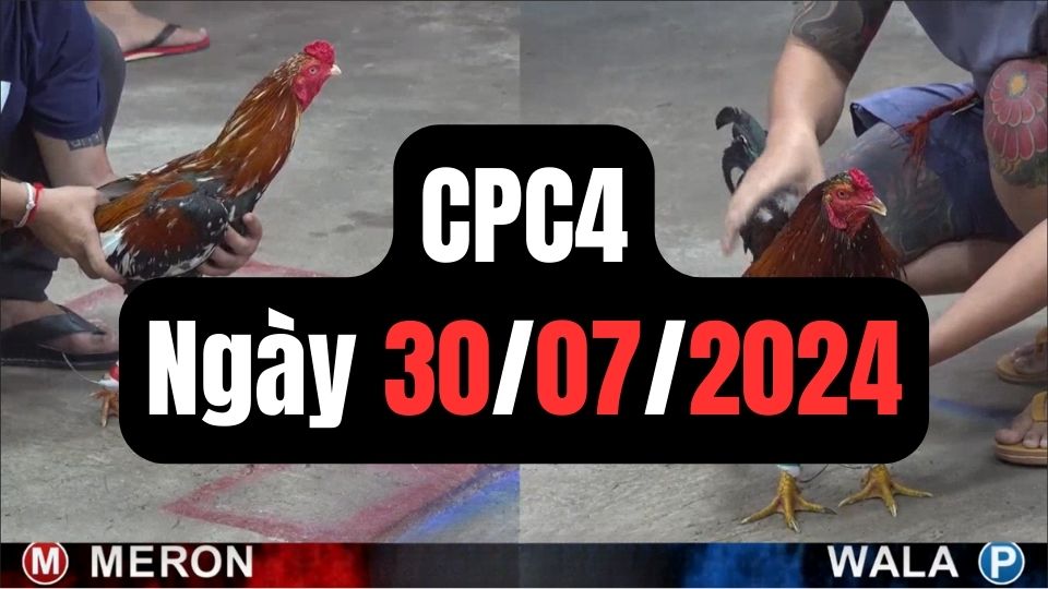 Đá gà thomo | CPC4 | 30/07/2024