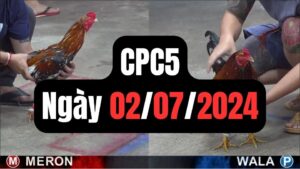 Đá gà thomo | CPC5 | 02/07/2024