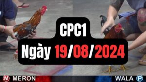 Đá gà thomo | CPC1 | 19/08/2024