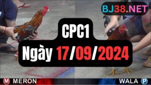 Đá gà thomo | CPC1 | 17/09/2024