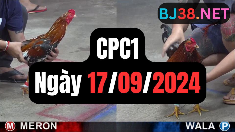 Đá gà thomo | CPC1 | 17/09/2024