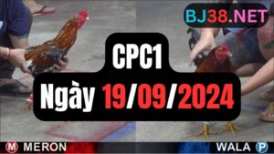 Đá gà thomo | CPC1 | 19/09/2024