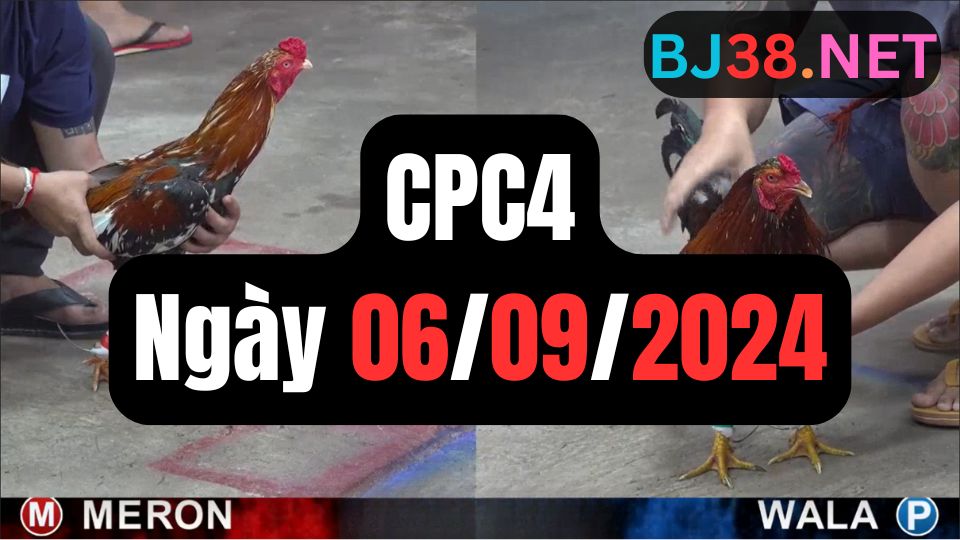 Đá gà thomo | CPC4 | 06/09/2024